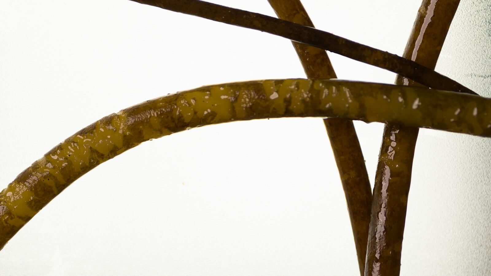 Close-up of brown kelp strands on a white background